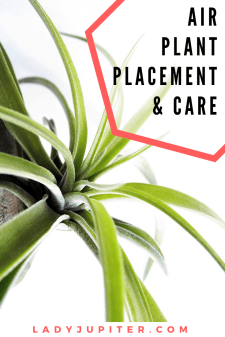 Quick post today about a sunny bathroom favorite - air plants! #airplants #houseplants #easy