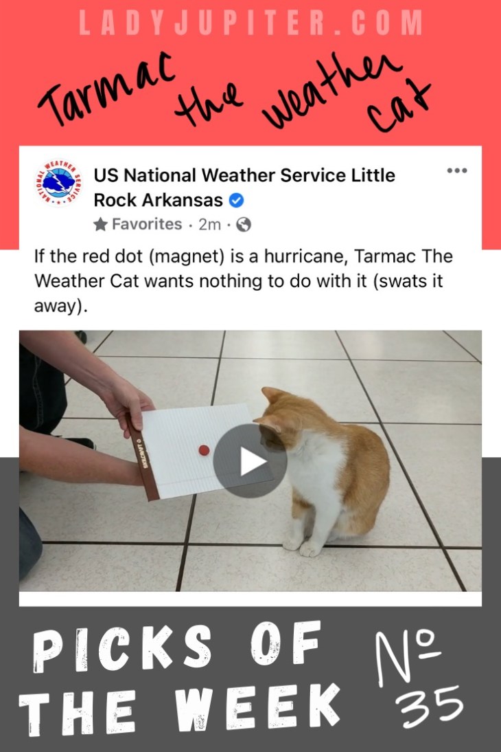 Week № 35 - I want to talk about an excellent resource for military families (especially any new military spouses reading this), also my preferred sun protection, the only vitamin delivery system that I actually use regularly, a shout out to my daily jewelry, and one of my favorite cats on the internet. #LadyJupiter #PicksoftheWeek #favorites